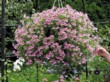 Pravé pelargonie Randy 