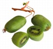  Šťavnaté plody aktinidie známé jako kiwi obsahují řadu cenných vitaminů 