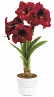  Hippeastrum hybride Royal Velvet, jednoduchý květ, obvod cibule 26-28 cm, cena 355 Kč, BAKKER HOLLAND 