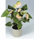 Anthurium Anaconda 