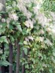  Plaménky (Clematis) na sklonku léta vyvinou dekorativní chmířité plody 