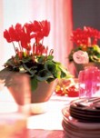  Cyclamen persicum - brambořík 