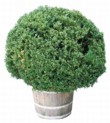  Buxus 