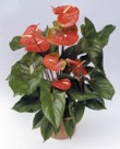  Anthurium Condor 