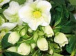 Kříženec čemeřic Helleborus corsicus a H. argutifolius se jmenuje Helleborus x nigercors - na obrázku odrůda Green Corsican 
