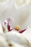  Cymbidium - úspěšná orchidej 