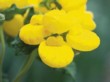 Střevíčník (Calceolaria) je nádhernou letničkou s hrozny žlutých „tlamiček“ 