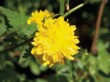  Žlutá „sluníčka“ květů rozsvítí na jaře zákulu japonskou  (Kerria japonica), na keři se pak objevují po celý rok 