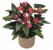  Anthurium Diablada 