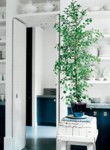  Smokvoň (Ficus benjamina) 