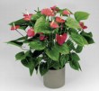  Anthurium Firefly 
