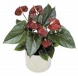  Anthurium Firestone 
