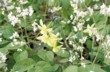  Drobnokvěté narcisy často silně voní (Narcissus 'Havera'). Výborně se kombinují s trvalkami 