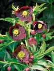  Odrůda čemeřice východní (Helleborus orientalis) HGC Merlin 