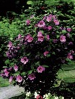  Hibiscus Woodbridge 
