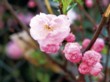  Plnokvětá okrasná třešeň (Prunus Triloba) 