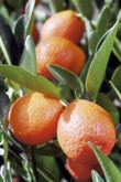  Kumquat x Klementina - Kucle 