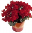  Begonia elation, cena 248 Kč, květináč o průměru 18 cm, cena 248 Kč 