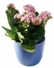  Kalanchoe, cena 167 Kč, květináč o průměru 12 cm stojí 78 Kč 