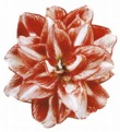  Hippeastrum hybride Pasadena, plnokvětá, obvod cibule až 28 cm, cena 295 Kč, BAKKER HOLLAND 