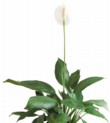  Spathiphyllum 