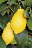  C. limon Lunario 