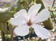  Bíle kvetoucí šácholan hvězdovitý (Magnolia stellata) upoutá z dálky a přitahuje svou krásnou vůní 