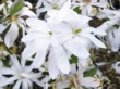  Bílé jsou i květy šácholanu hvězdovitého (Magnolia stellata). Jsou vonné a rozkvétají brzy z jara 
