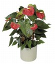  Anthurium Misti 