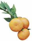  Citrus myrtifolia 
