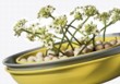  Něžné a jednoduše pojaté aranžmá vynikne na okně i stole, květy ornithogalum. 