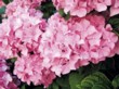  Hortenzie (Hydrangea x macrophylla 'Bouquet Rose') 