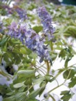  Dymnivka (Corydalis cava) se nelekne ani dubnového sněhu 