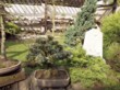 Jalovce (Juniperus) jsou poměrně nenáročné a dobře se s nimi pracuje 