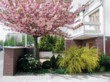  Nádherně rozkvetlá sakura (Prunus serrulata Kanzan) má nálevkovitou korunu, pod níž snadno projdete nebo projedete autem. Dorůstá výšky 6 - 8 m a šířky 4 - 6 m. Vyžaduje propustné, hlubší, raději slabě kyselé půdy a plné slunce. Na obrázku je podsázená bílým pěnišníkem (Rhododendron), zakrslými jehličnany a žlutě kvetoucím čilimníkem (Cytisus scoparius) 