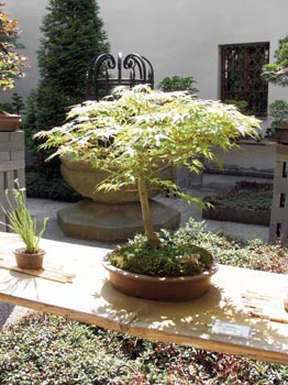  Javor dlanitolistý (Acer palmatum), stáří 10 let 