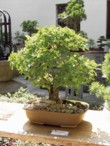  Habr obecný (Carpinus betulus), stáří 25 let 