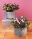  Azalea - azalka 