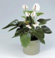  Anthurium Perla 