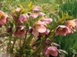  Čemeřice nachová (Helleborus purpurascens) 