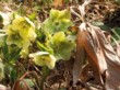  Čemeřice zelená (Helleborus viridis) 