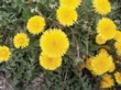  Veselá smetánka lékařská (Taraxacum officinale) je nenáviděna vyznavači anglických trávníků 