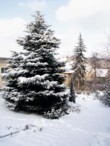  Mohutný cedr (Cedrus atlantica) vévodí horní části zahrady a roste jako z vody, přestože je vysazen na staré navážce 