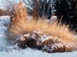  Skupina vousatců (Penisetum alupecuroides) na kraji spícího trvalkového záhonu 