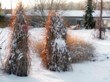  Snopy z ozdobnice  (Miscantus sinensis Strictus) 