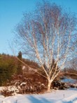  Bělostný kmen břízy Jacquemontovy (Betula jacquemontii) vystupuje z bílé sněhové pokrývky 