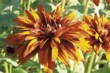  Třapatky (Rudbeckia) mívají květy ve „zlatém“ spektru - od žluté přes zlatavou po hnědou 