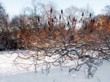  Sníh zvýrazní zajímavou architekturu větví škumpy ocetné (Rhus typhina Laciniata). Tento keř se postupně rozrůstá, a pokud není omezován, může pokrýt desítky metrů čtverečních 
