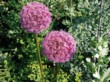  Okrasným cibulovinám písčité půdy svědčí. Krásný česnek (Allium sphaerocephalon) sázejte do skupin v kombinaci se stříbřitě olistěnými trvalkami (například pelyněk - Artemisia) 
