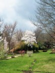  Na obrázku je v pozadí plnokvětá třešeň ptačí (Prunus avium Plena), která dorůstá výšky 8 - 10 m a šířky 6 - 10 m. V zahradě působí jako vzdušný bílý obláček. 